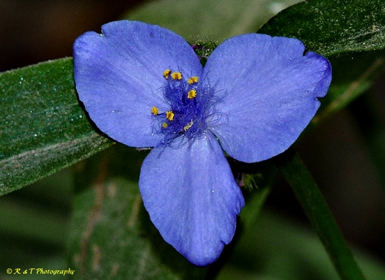 {Tradescantia subaspera}
